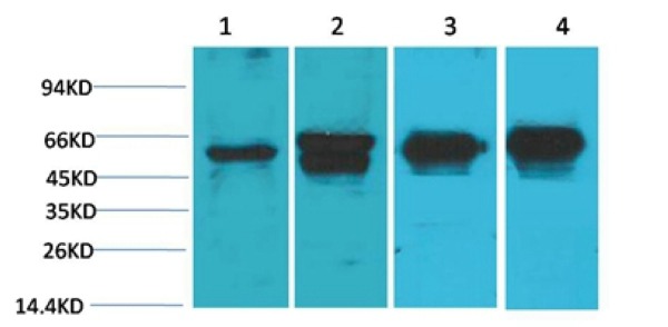 Anti-FOS Antibody (2T445)