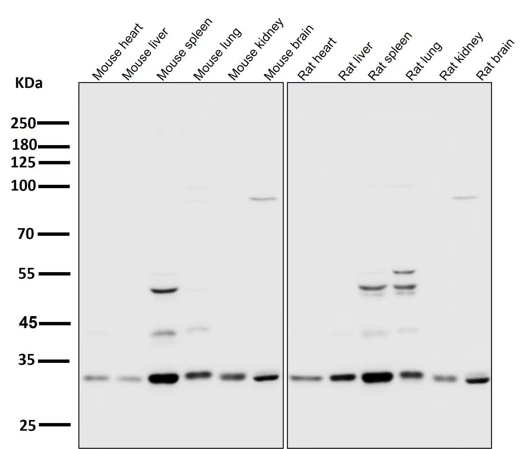 Anti-CDK2 Antibody (3L593)