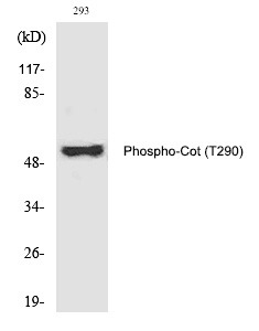 Anti-Phospho-Cot (Thr290) Polyclonal Antibody