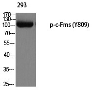 Anti-Phospho-CSF1R (Tyr809) Polyclonal Antibody 2