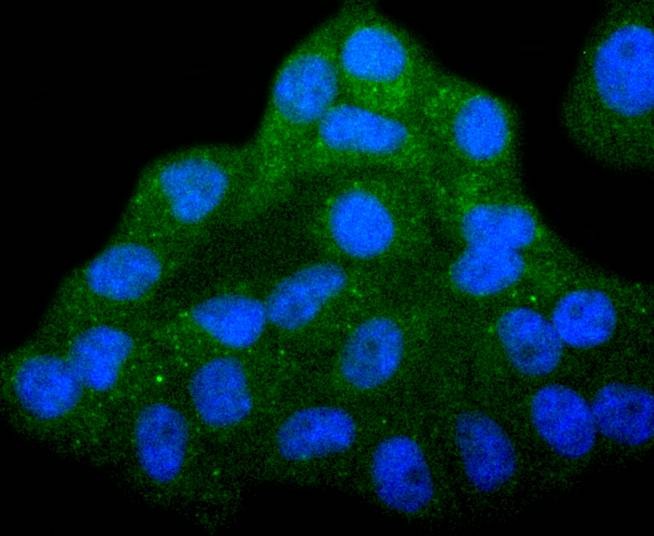 Anti-COX4I1 Antibody (4G766)