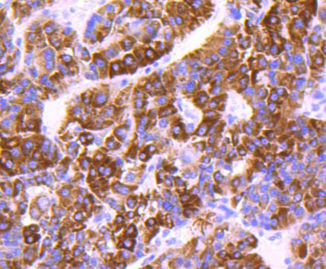 Anti-COX4I1 Antibody (4G766)
