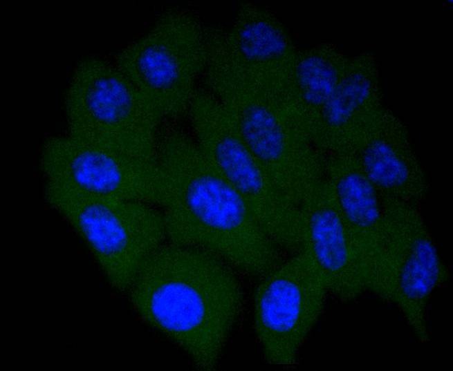Anti-COX-2 Antibody (4N211)