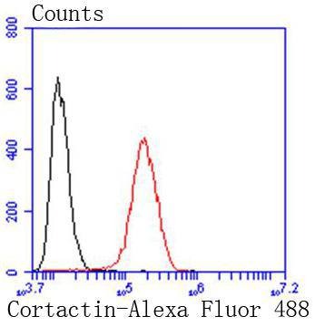 Anti-Cortactin Antibody (9I917)
