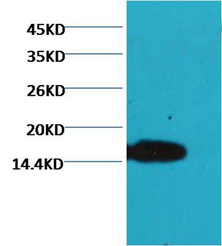 Anti-COX4I1 Antibody (9P550)
