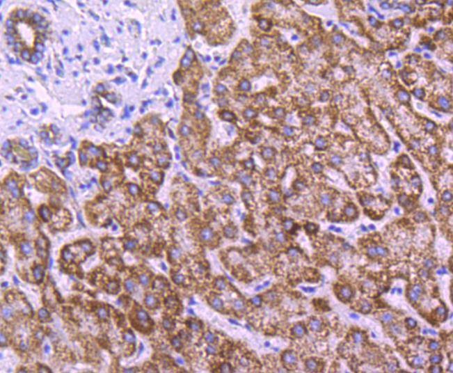Anti-COX4I1 Antibody (4G766)