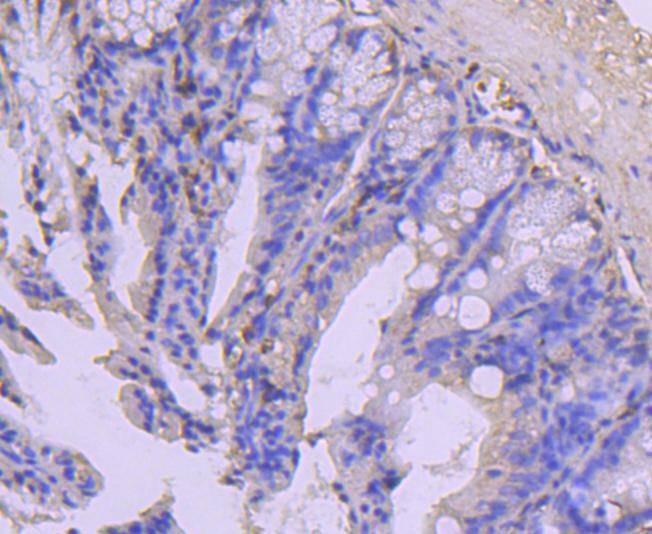 Anti-COX4I1 Antibody (4G766)