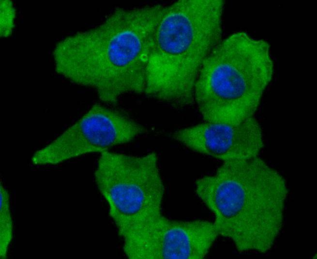 Anti-COX-2 Antibody (4N211)
