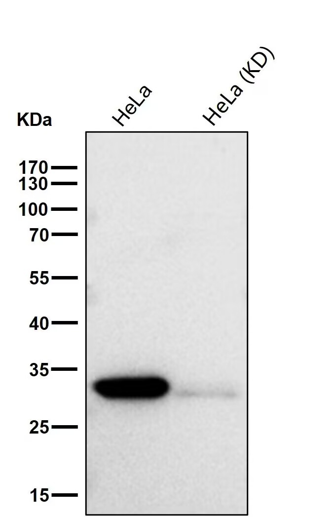 Anti-CDK2 Antibody (3L593)
