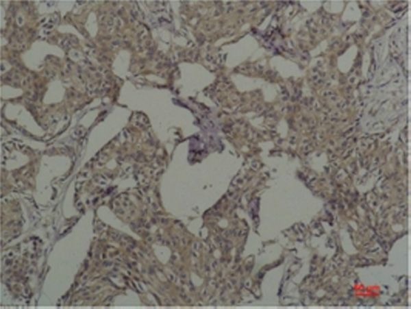 Anti-FOS Antibody (2T445)