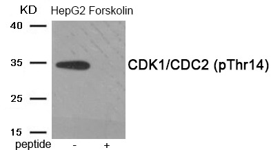 Anti-Phospho-CDK1 (Thr14) Polyclonal Antibody