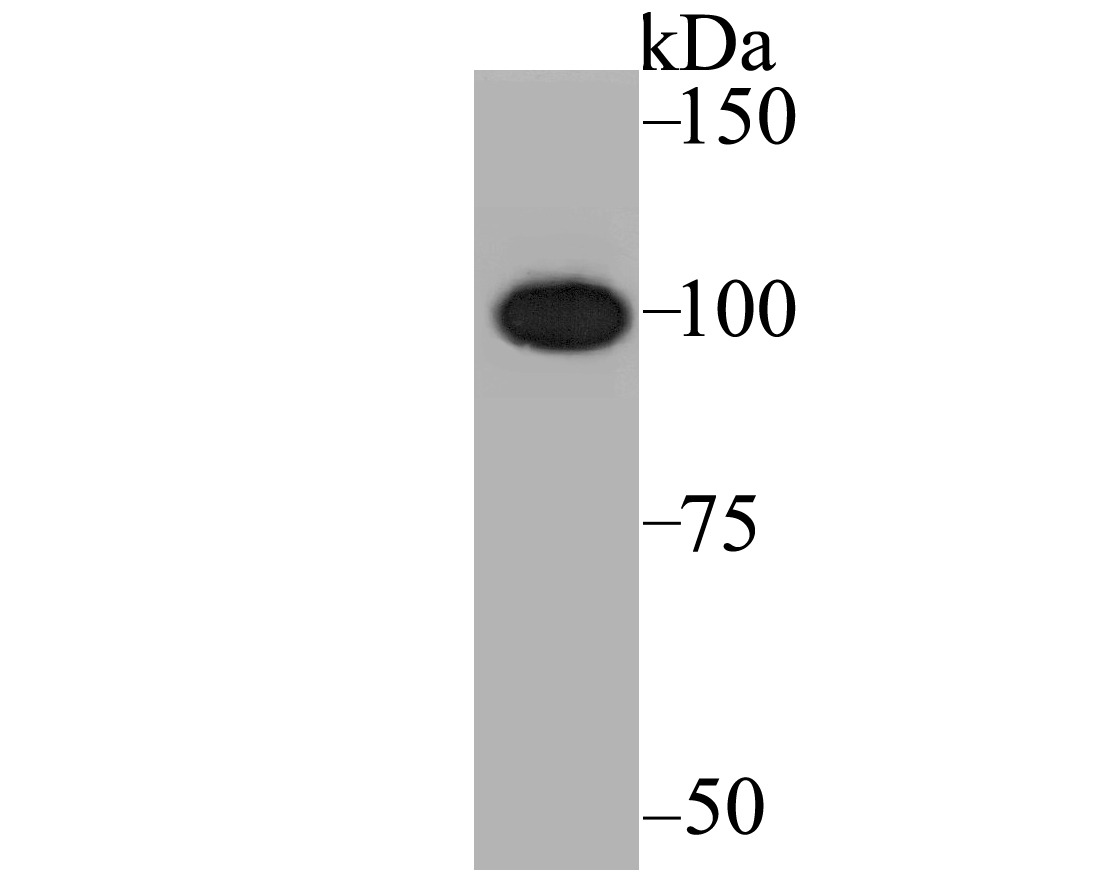 Anti-CENPC Antibody (3X906)