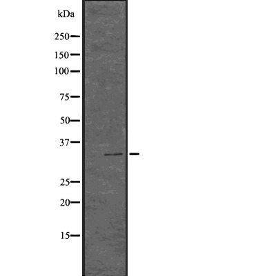 Anti-Phospho-CDK1/2 (Thr14) Polyclonal Antibody