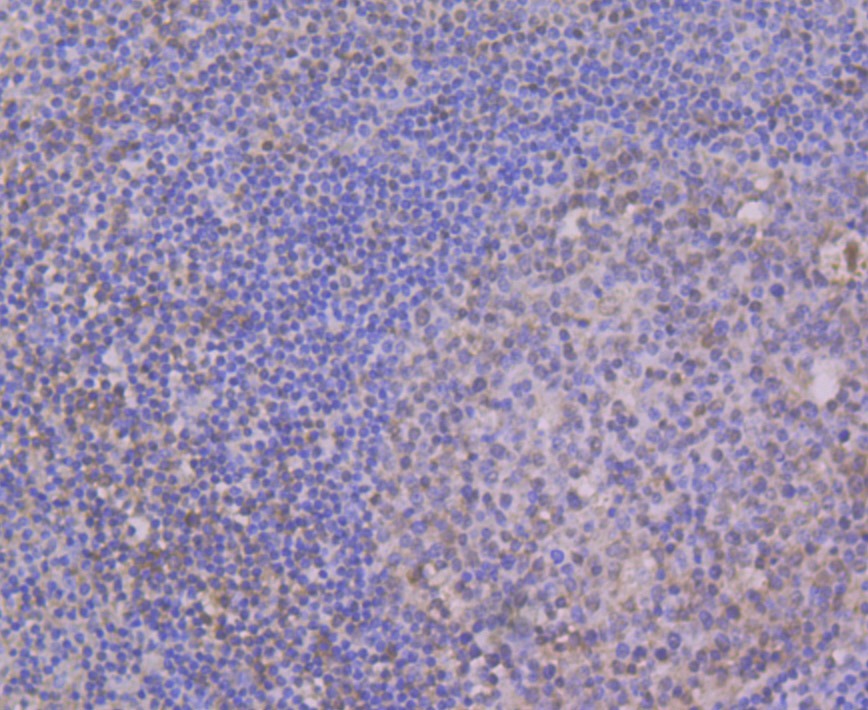 Anti-CELF1 Antibody (3Z245)