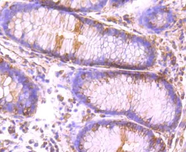 Anti-CLOCK Antibody (3L638)