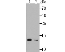Anti-VAMP3 Antibody (5C283)