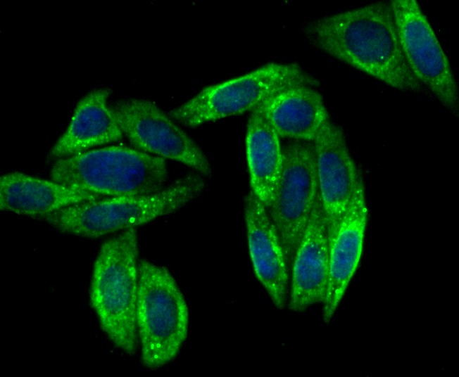 Anti-VAMP3 Antibody (5C283)
