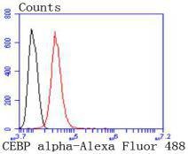 Anti-CEBP alpha Antibody (6R576)