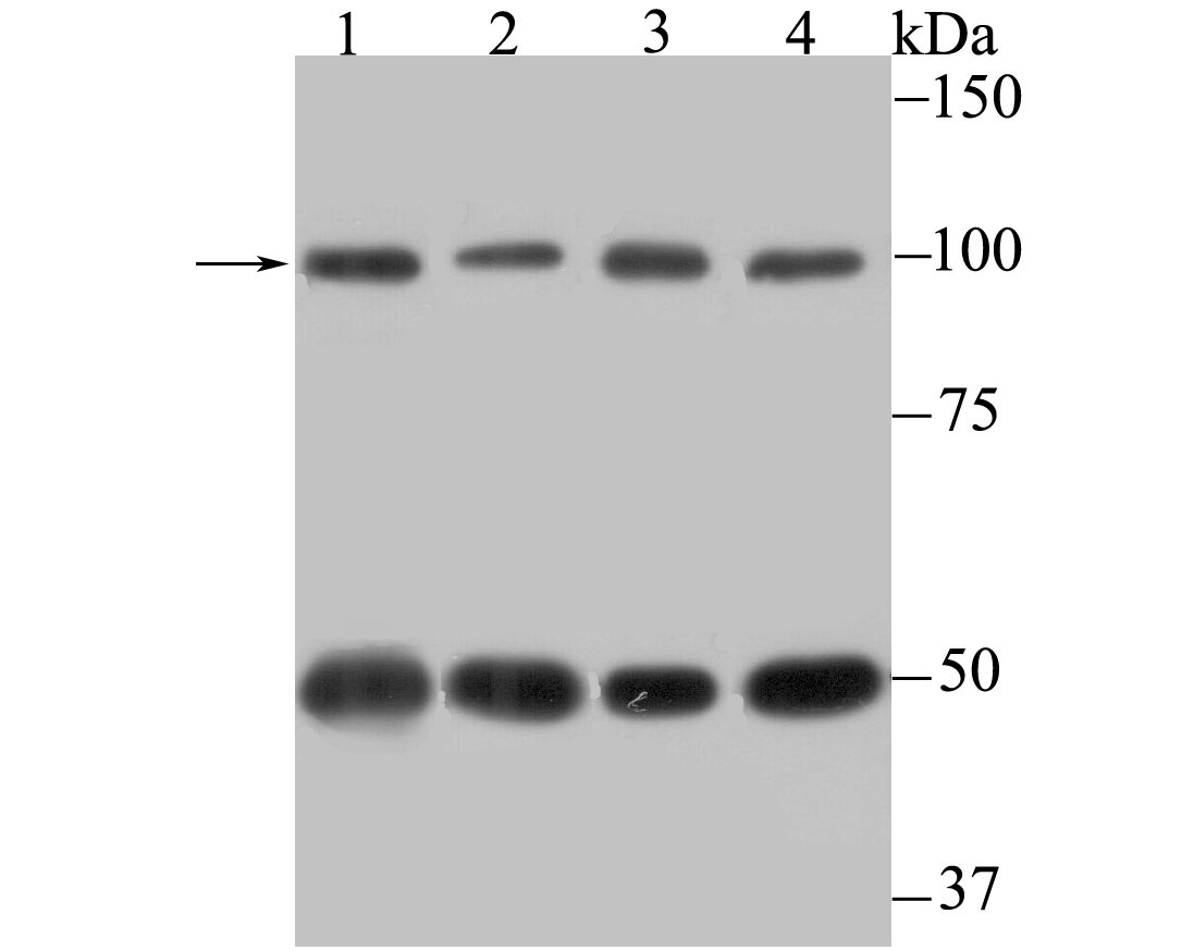 Anti-Cellular Apoptosis Susceptibility Antibody (8O505)