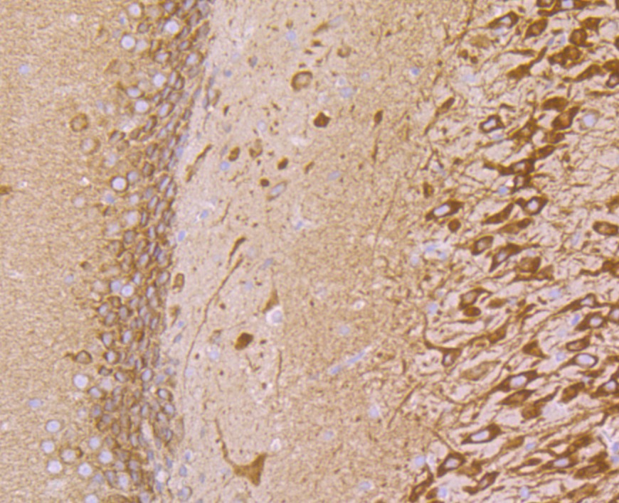 Anti-VAMP3 Antibody (5C283)