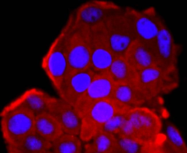 Anti-CDK1 Antibody (2M625)