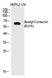 Anti-Acetyl-Cortactin (Lys235) Polyclonal Antibody