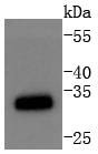 Anti-CDK1 Antibody (9C411)