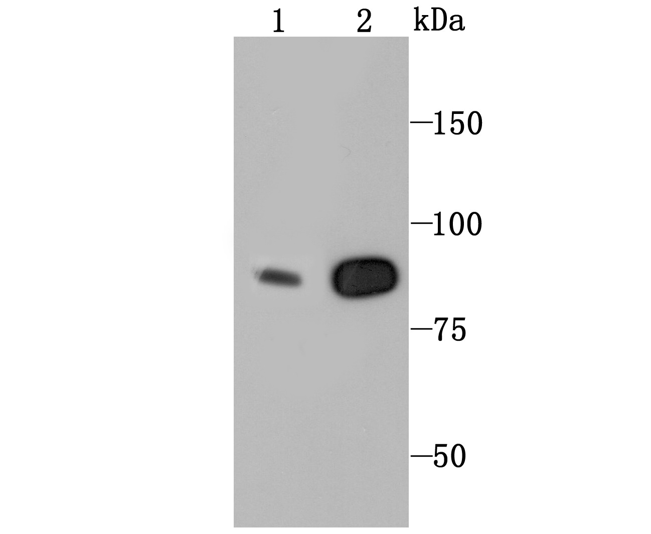 Anti-CLOCK Antibody (3L638)
