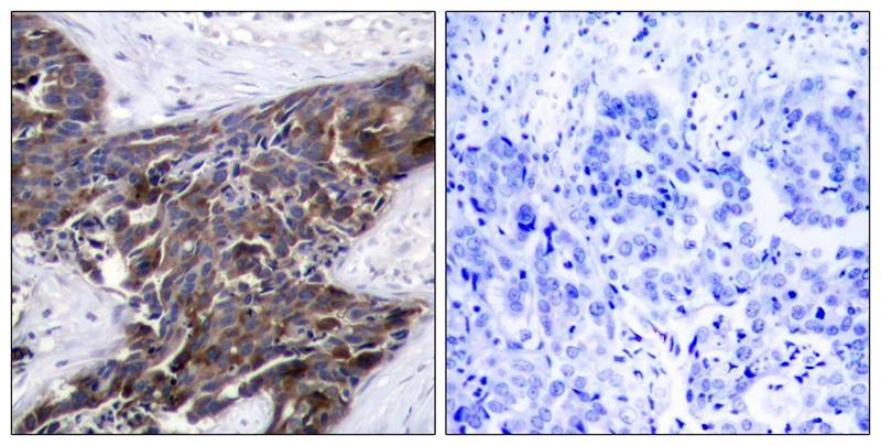 Anti-Phospho-GJA1 (Ser368) Polyclonal Antibody