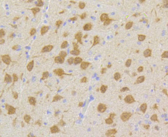 Anti-CDK5 Antibody (8M152)