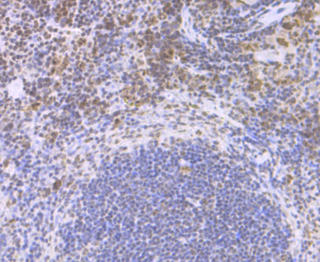 Anti-CENPC Antibody (3X906)