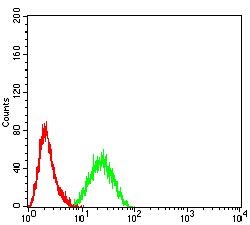 Anti-CDH11 Antibody (6T438)