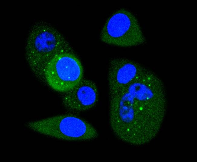 Anti-CDK1 Antibody (9C411)