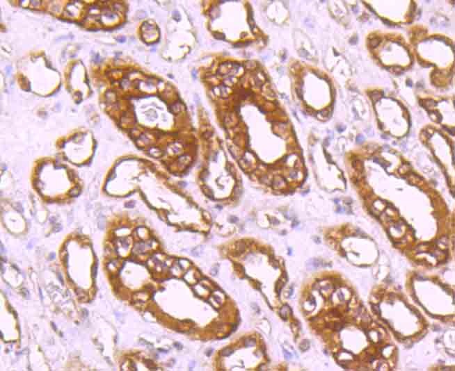 Anti-CLOCK Antibody (3L638)