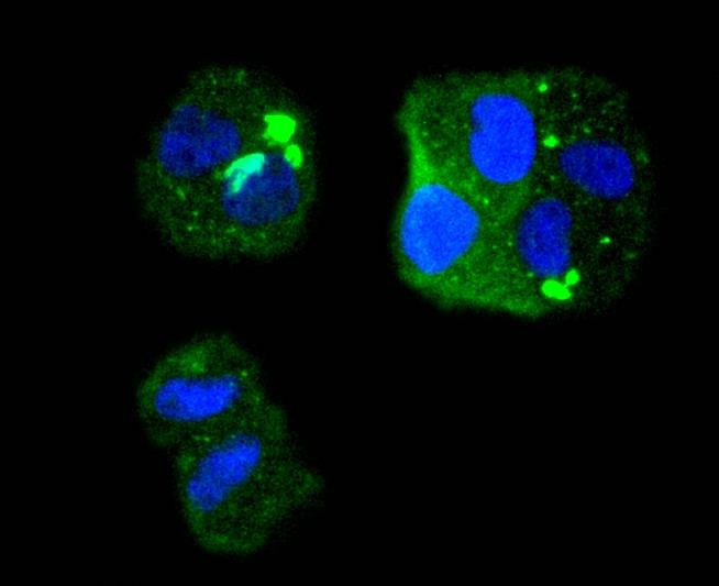 Anti-CDK1 Antibody (9C411)