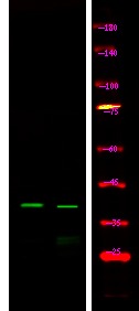 Anti-Phospho-GJA1 (Ser279) Polyclonal Antibody
