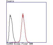 Anti-CLOCK Antibody (3L638)