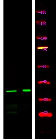Anti-Phospho-GJA1 (Ser282) Polyclonal Antibody