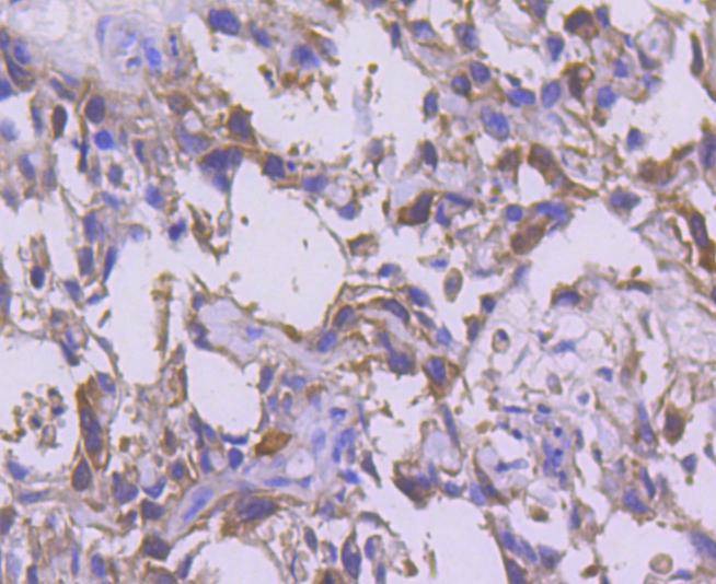 Anti-CDK1 Antibody (9C411)