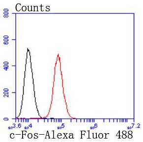Anti-FOS Antibody (8B580)