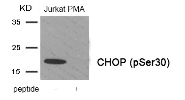 Anti-Phospho-DDIT3 (Ser30) Polyclonal Antibody