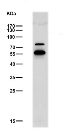 Anti-CHAT Antibody (3G910)