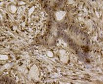 Anti-Eftud2 Antibody (9L848)