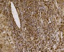 Anti-Eftud2 Antibody (9L848)