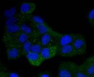 Anti-DAXX Antibody (9O762)