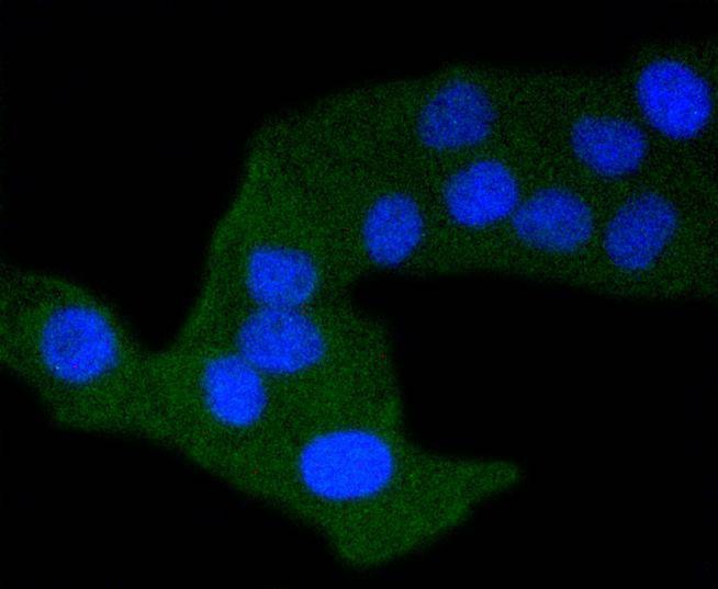 Anti-DAXX Antibody (9O762)