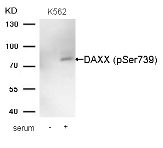 Anti-Phospho-DAXX (Ser739) Polyclonal Antibody