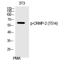 Anti-Phospho-DPYSL2 (Thr514) Polyclonal Antibody