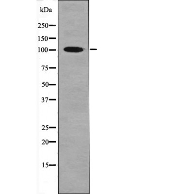 Anti-Phospho-CTIP (Ser327) Polyclonal Antibody