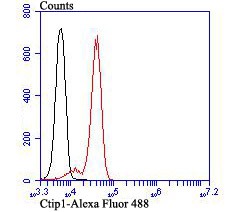 Anti-Ctip1 Antibody (3F515)